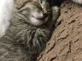 Помогите подобрать кличку ❤️