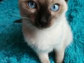 Как я котят пристраиваю