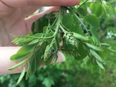 Что за кустарник?