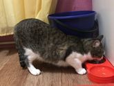 Что то случилось с котом? Есть тут ветеринары?