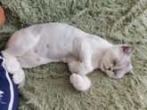 Стрижка кошек.