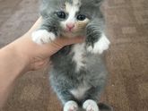 Волгоград! Котята ищут дом!