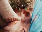 Режим тюлень продолжается ??