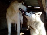 Мои мохнатые детки🐕🐕🐕🐕🐕