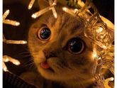 Ваши кошки дружат с ёлкой, гирляндами, игрушками, мишурой?