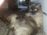 О котах...