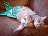 КОТОштаны, КОТОколготки - мода такая!
