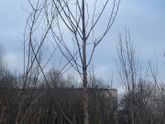 Именное дерево:)