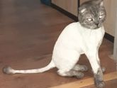 Барнаул, надо кому-нить кота?