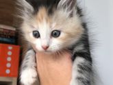 Уважаемые кошатницы! К вам вопрос!!!