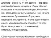 Девочки! Кто прям огородник?! И садит капусту брокколи.)