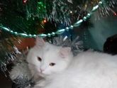Ваши кошки дружат с ёлкой, гирляндами, игрушками, мишурой?
