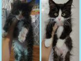 Подкинули котенка, решила себе