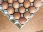 Девочки Краснодар