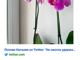 Как правильно называется цветок?