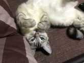 О котах...