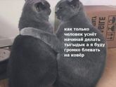 Владельцы кошек поймут ?