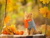 Осенние котики