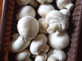 Жульен с шампиньонами.