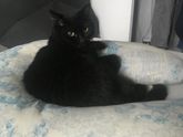 Геморрой у кота