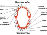 Лезет клык 7 месяцев.