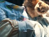 Усатый нянь 😽