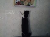 Кто брал котёнка из приюта?