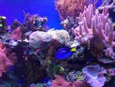 Рыбки и аквариум С