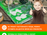 Муравьиная ферма