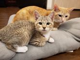 Как в итоге навали второго кота)))