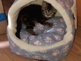 Отдали котёнка
