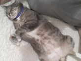 Поведение кошек