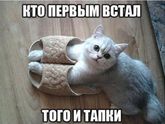 Лучшие породы котов