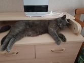 Война с котом🤦🤦🤦
