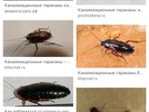 Травля тараканов Вчера