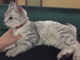 Шотландские коты