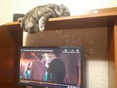 Кошка со мной на одной волне😆
