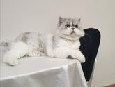 Кошка на пороге.