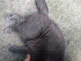 Кошечка рожает не знаю чем помочь ??