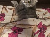 Коты