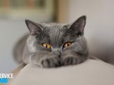 КОШКА не знаю как боротся.