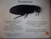 Особо впечатлительным не читать.