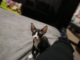 Как в итоге навали второго кота)))
