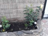 Девочки у кого плетистые розы