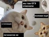 Коты блин😂😂😂 с