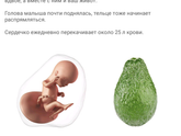 15 недель