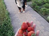 Когда начали давать деткам?
