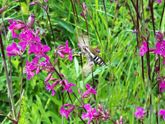 Красота вокруг 🦋🌺🍃