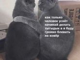 За что я ненавижу наших двух котов???