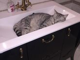 Как отучить кота спать